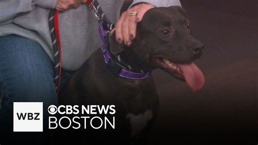 Energetic puppy Luna up for adoption through Massachusetts shelter