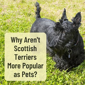 The Declining Popularity of the Scottish Terrier