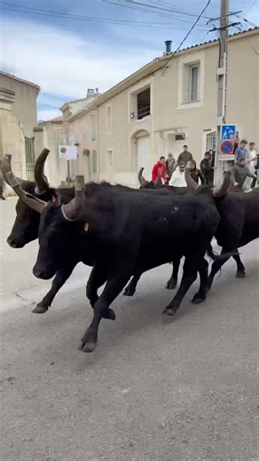 Abrivado à l’ancienne avec la manade Munoz le Juge à Générac