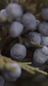 1.7K views · 22 reactions | There are so many ways to use juniper...