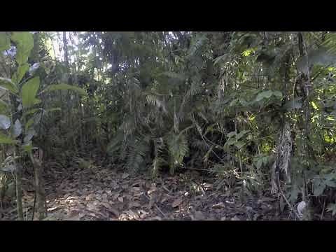 John Basilone - Battle site, Guadalcanal, Solomon Islands