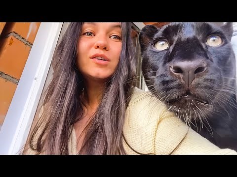 育児放棄された黒ヒョウを大切に育てた女性。信頼と愛情を示し、猛獣とは思えないほどの優しさに心温まる【感動】