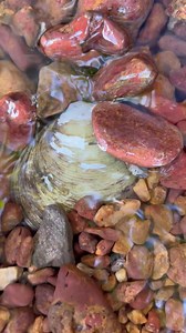 24K views · 266 reactions | Finding shell pearls under water | Brian Freeman A | Facebook