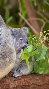 11K views · 248 reactions |  Through Your Lens "A very hungry and fluffy joey," says Dr Dhaliwal of this adorable little koala. Koalas' first teeth appear when they're about six months old, and this is when they will first start feeding on eucalypt leaves!  Dr Dhaliwal #ausgeo #seeaustralia #koala #aussiewildlife #babyanimals #cuteanimals | Australian Geographic | Facebook