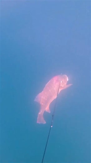 Yes, yes, the V3 prototypes are on their feet, you heard right 🫣🔥 #spearfishing #fish #spearfishing