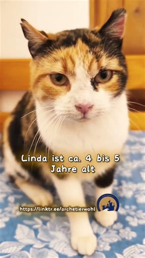 🐾💖 Linda – a fighter with a big heart 🐱✨