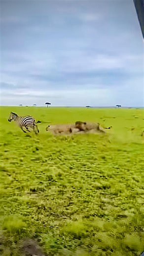 Savage Lion Chase in Africa |Zebra vs Predators – INSANE Moment🦁🦓#viral #animals #cat #aivideo #ai