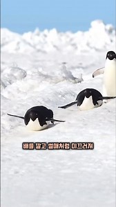 Why Penguin Highway Is Needed