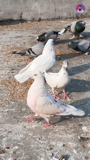 সব কবুতরের থেকে আলাদা! দেখুন এই রাজকীয় দাঁড়ানো স্টাইল 🕊️🔥#viralvideo#YouTubeShorts #kabootar