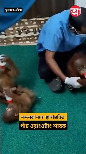 পাঁচ ওরাংওটাং শাবকের ঠিকানা এখন ওড়িশার নন্দনকানন চিড়িয়াখানা