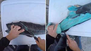Shocked fisherman cuts into lingcod to discover it has BLUE flesh