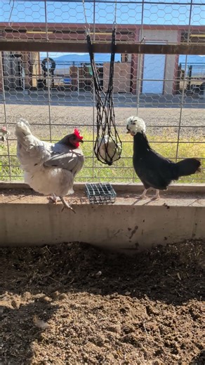 JoJo attacks a cabbage #chicken