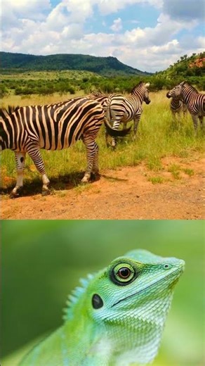 Did you know Zebra Can Jump 10 Times in 2 Seconds?