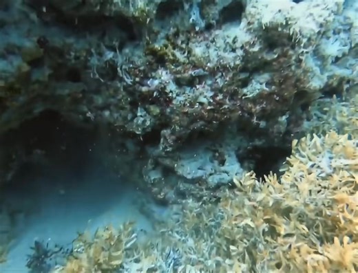 30K views · 1.3K reactions | This Moray eel devours an invasive Lionfish! We find a Lionfish Den in the middle of nowhere and clear it out! #forceescuba #gopro #halcyondivesystems #shearwaterdivecomputer #folds | Lionfishextermination | Facebook