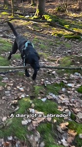 337K views · 6.9K reactions | The diary of a labrador | Elvisbatzthelab | Facebook