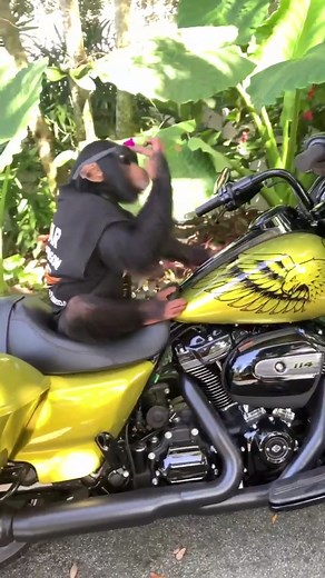 Motorcycle Pull-Up Challenge: Who Wants to Race?