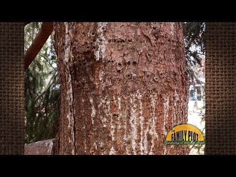 Q&A – What is drilling holes in the trunk of my tree?