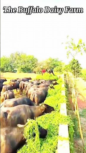 Daily Buffalo Dairy Farm Routine | How We Manage Our Buffalo Farm