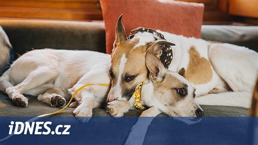 VIDEO: Druhý film o psu Gumpovi je téměř hotový, do kin zamíří v březnu - iDNES.cz