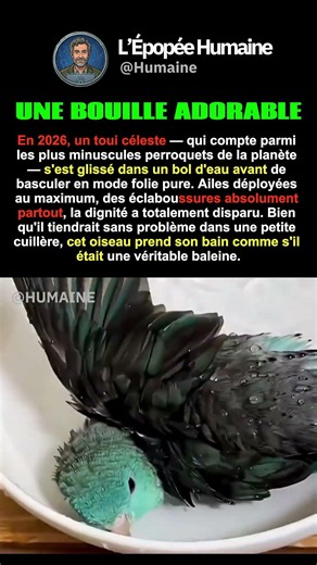 LE TOUT PETIT PERROQUET SURVOLTÉ