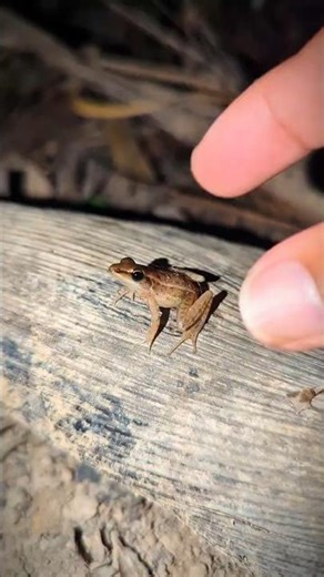 Funniest Animals Frog Cute Cute | Catching Frog Funny jump for laugh | Frogg funny