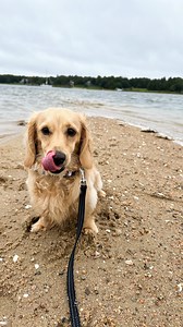 139K views · 1.6K reactions | A month full of snacks, naps, playing & training • #minidox #dachshund #longhaireddachshund #dogsofboston | The Mini Dox Archie | Facebook