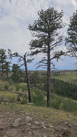 Custer State Park in South Dakota is absolutely stunning! 🏞️ #Park #SouthDakota