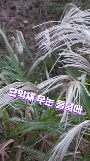 으악새 우는 들녘에 #은빛청년 #가을 영상 #으악새의 가을