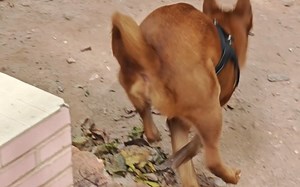中华田园犬的狩猎技巧！