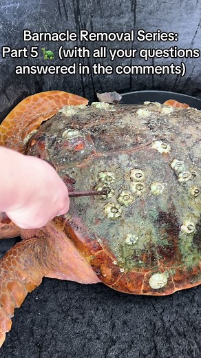 I see lots of questions about barnacles in my comments and am here to answer them! 1. Does it hurt the turtle to remove barnacles? No. Barnacles grow on the outside of the shell, so removing them is a lot like removing something that's been weighing you down rather than treating an injury. While they do have nerve endings throughout their shell allowing them to feel, it’s almost similar to scratching an itch on your back! Many of the turtles that arrive for rehab are carrying pounds of barnacles