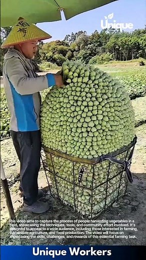 Vegetable harvesting: people working in a field