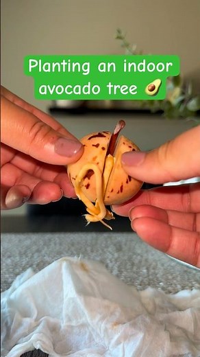 Let’s plant an indoor avocado tree!! 🥑🌳
