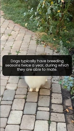 Unveiling the Mystery of Canine Seasonal Mating Patterns