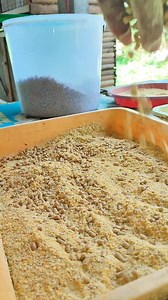 Seperti biasa aktivitas memberi makan anak ayam | Mikaza Ternak