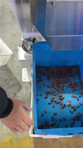 Cocoa beans AI Color Sorter#machine #factory #cocoa