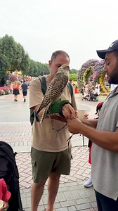 Falcon 😱 | A Life Less Scripted