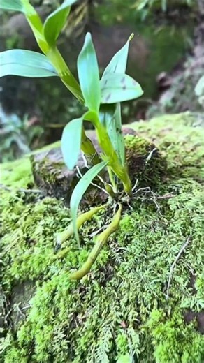 Best Tutorial Tips video With Simple growing dendrobium plant on the rock 🌱🌱🌱🌳🌳🌳🌳