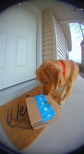 Unexpected Porch Moment Caught on Camera