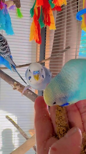 #blueberry 🫐 and #jade are most #friendly #birds #budgies #cuties #beautiful #colorful #parakeets #PetsofInstagram #reels #birdnerd #tame #amazing #reels @followers | Georgette Miller