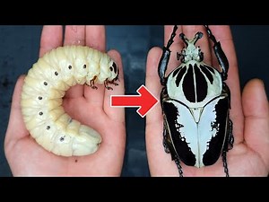 How to breed Goliathus?! Goliathus (Beetle ASMR)