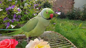 5.4K views · 674 reactions | Alexandrine Parrot Nature Video | Relaxing With My Mian Mithu | Parrot Paradise | Facebook