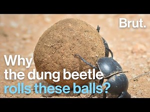 Why The Dung Beetle Is Rolling This Ball