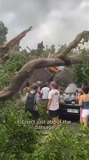 Ancient Banyan Tree Collapse Sparks Sacred Ritual in Ubud