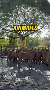 Uno de los aspectos más importantes a tener en cuenta para implementar un sistema productivo en ganadería de levante o ceba de macho es la calidad de los animales que adquiere ! Tener en cuenta 👇👇👇 ✅ Edad de los animales. ✅ Raza o cruce de estos. ✅ Pastos de donde provienen los animales. ✅ Ubicación con respecto al destino. ✅ Precio. Si tienes alguna pregunta 👇👇👇 | Rehagronegocios Agromarketing