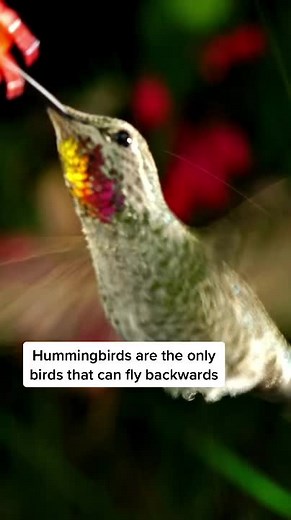 Animal Planet on TikTok