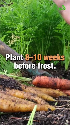 Growing Carrots in Fall 🥕