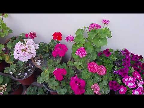 Hybrid Geranium Leona Galaxy Cutting propagation, Repotting and All CARE #geranium #gardening