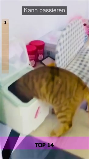 Süße Tiere zeigen tapsige Bewegungen selbst im Alltag. Diese Clips sind pure gute Laune. Für alle, die Humor lieben. #lustig #fyp #katzen #hunde #spass #tierliebe Teil 121