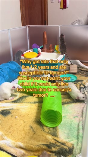 Understanding the Love for Short-Lived Pets