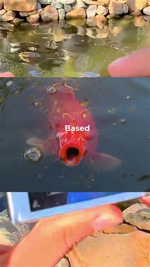 Canon PowerShot SD1100 — Sample Shots.